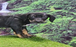 Catahoula Leopard Dog dogs for sale: Jesse 2025 Female 1 - Image 4