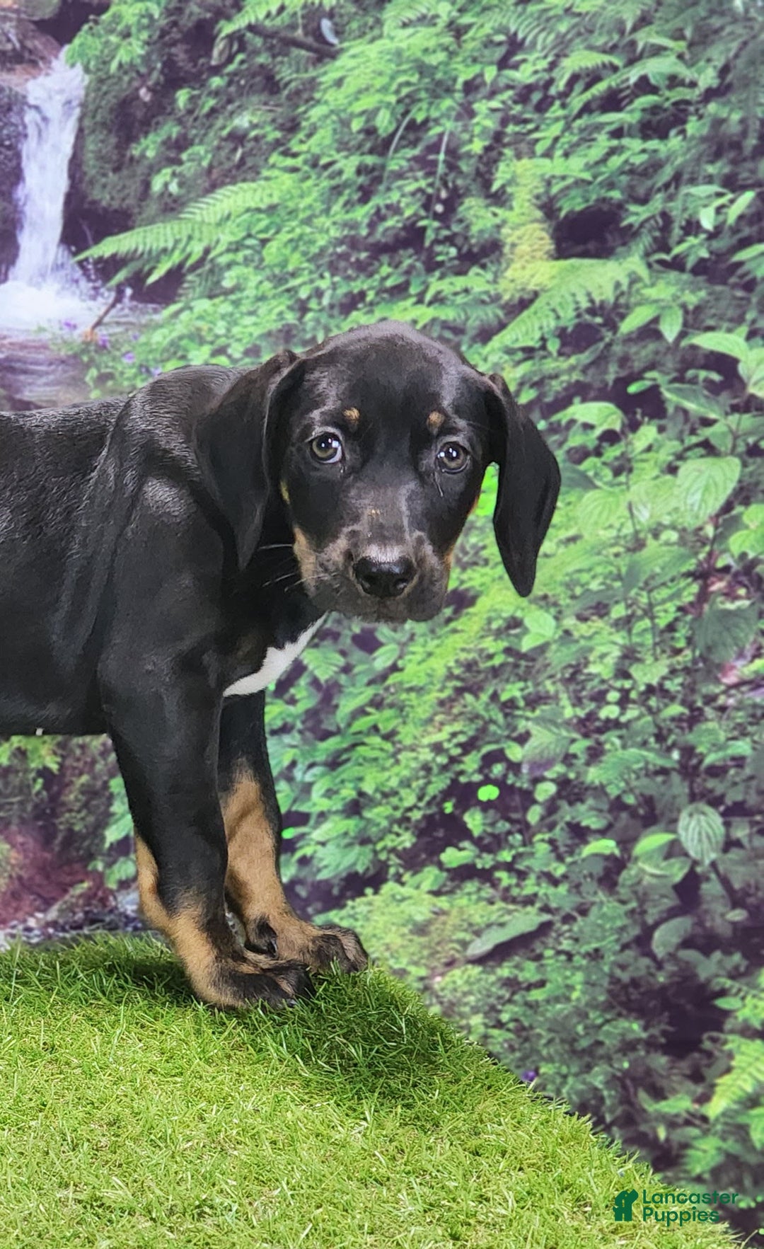 Catahoula Leopard Dog dogs for sale: Jesse 2025 Female 1 - Image 4