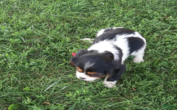 Cockalier dogs for sale - Ad 3