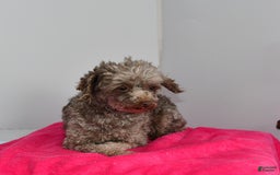 Toy Poodle dogs for sale: Shella - Image 3