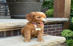 Goldendoodle dogs for sale: Layla - Image 5