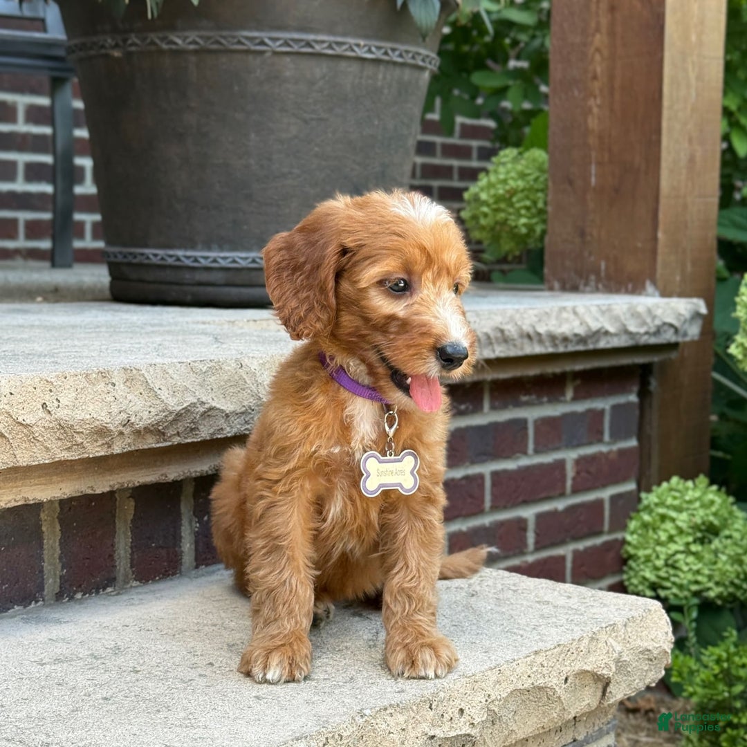 Goldendoodle dogs for sale: Layla - Image 5