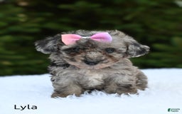 Bichpoo dogs for sale: Lyla - Image 2