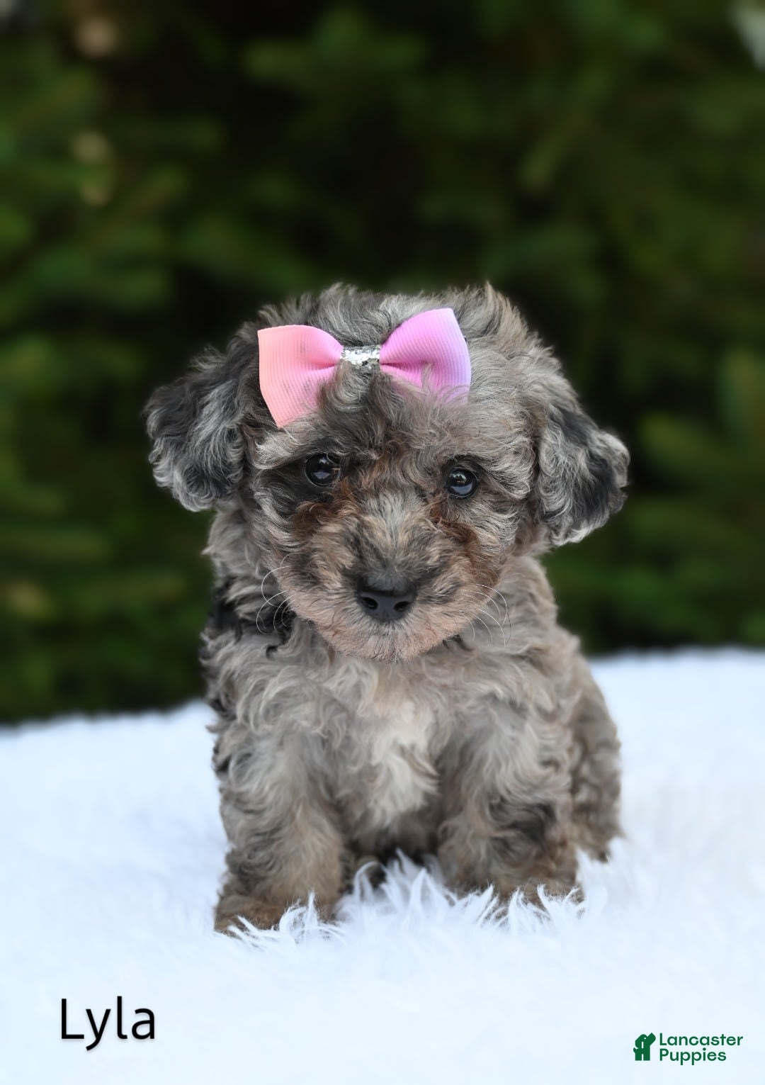 Bichpoo dogs for sale: Lyla - Image 2
