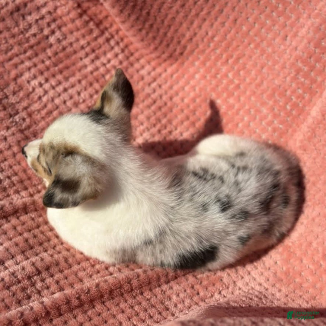 Welsh Corgi Pembroke dogs for sale: Carley - Image 3
