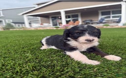 Bernedoodle dogs for sale: 6 - Image 2