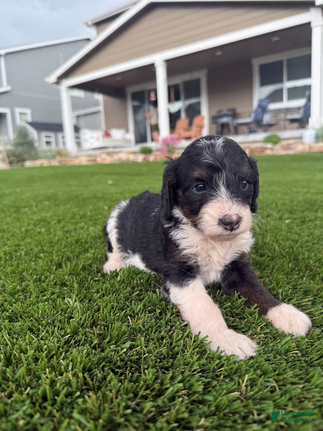 Bernedoodle dogs for sale: 6 - Image 2