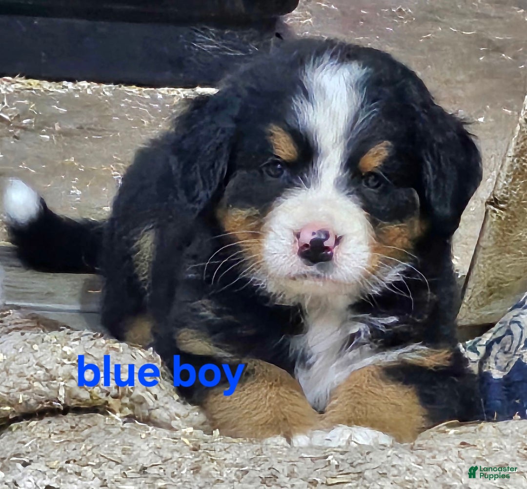 Bernese Mountain Dog dogs for sale: Blue Collar - Image 1