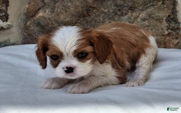 Cavalier King Charles Spaniel dogs for sale: Splash - Image 3