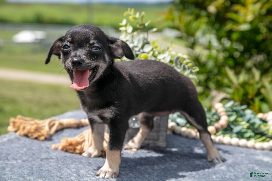 Chihuahua dogs for sale: Bambi - Image 3