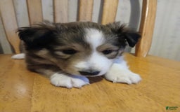 Shetland Sheepdog dogs for sale: Benny - Image 2