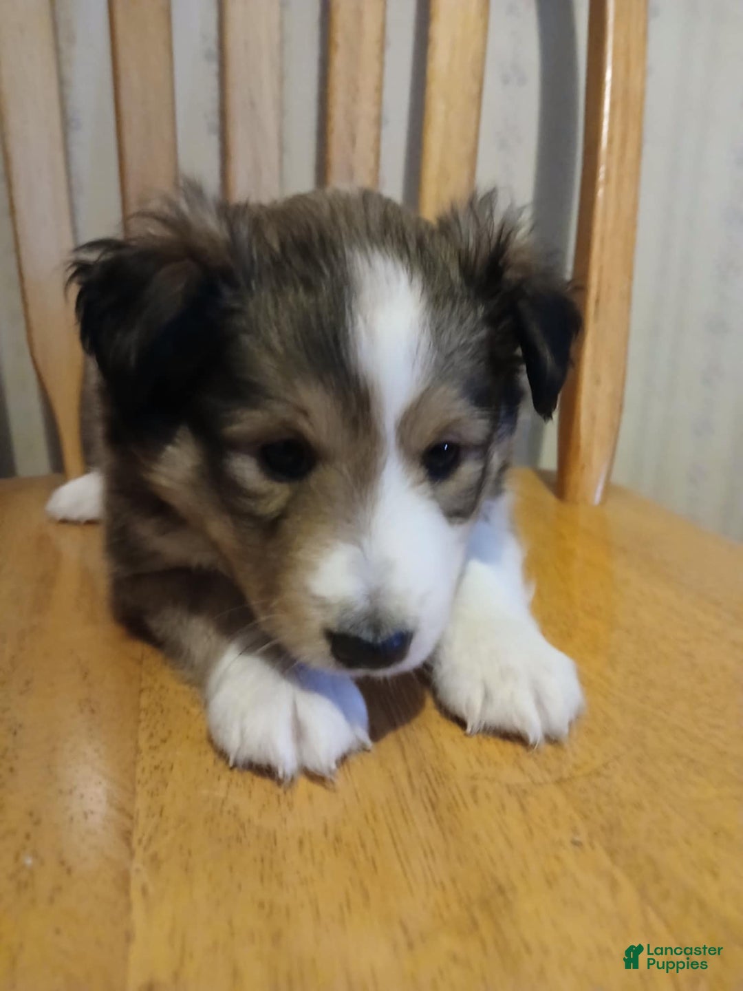 Shetland Sheepdog dogs for sale: Benny - Image 2