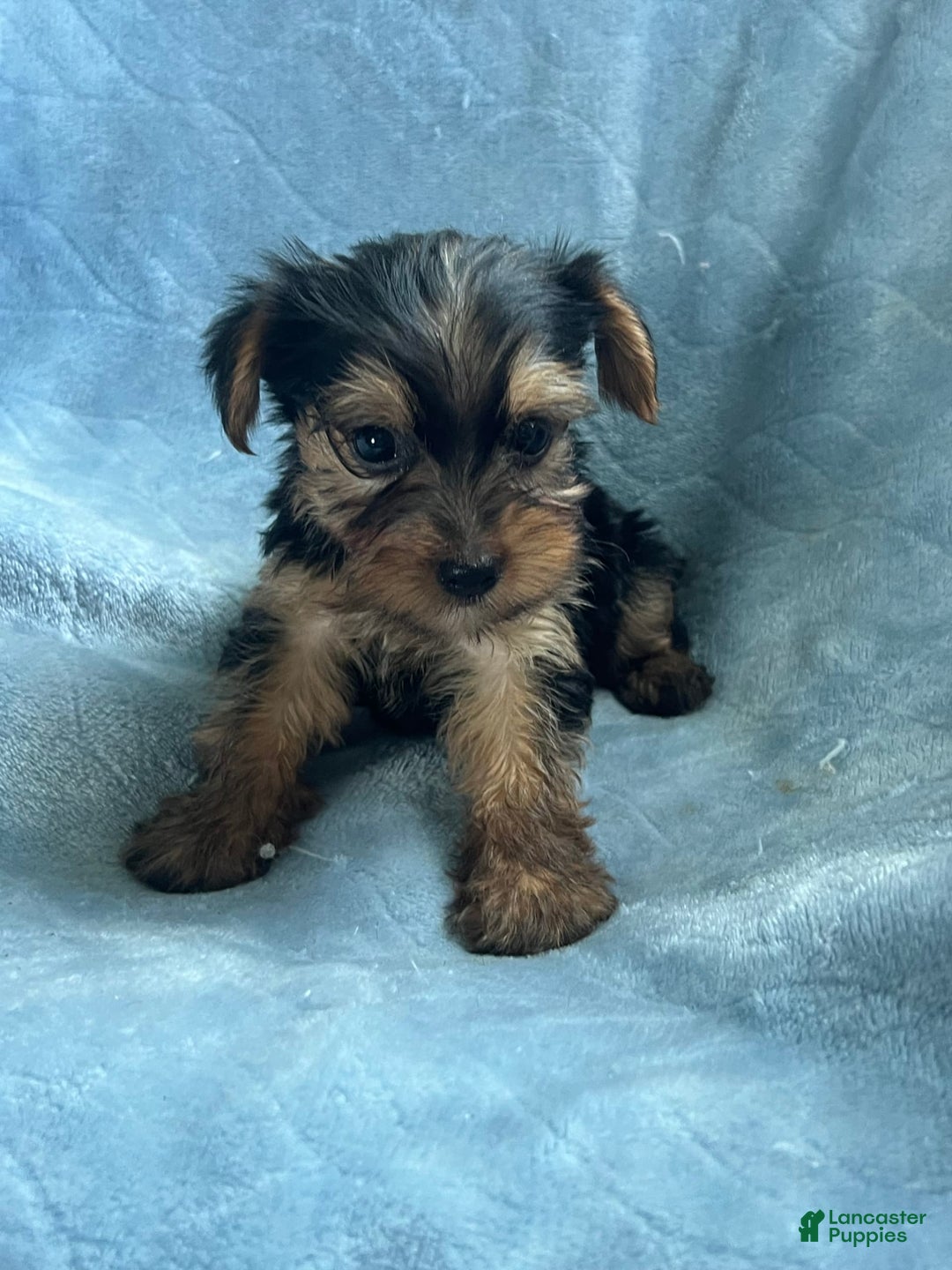 Yorkshire Terrier dogs for sale: Sammy - Image 3