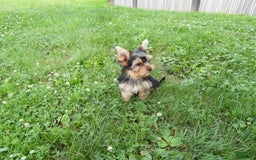 Yorkshire Terrier dogs for sale: Cc - Image 28