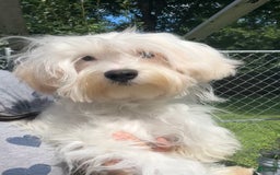 Morkie dogs for sale: Leo - Image 1