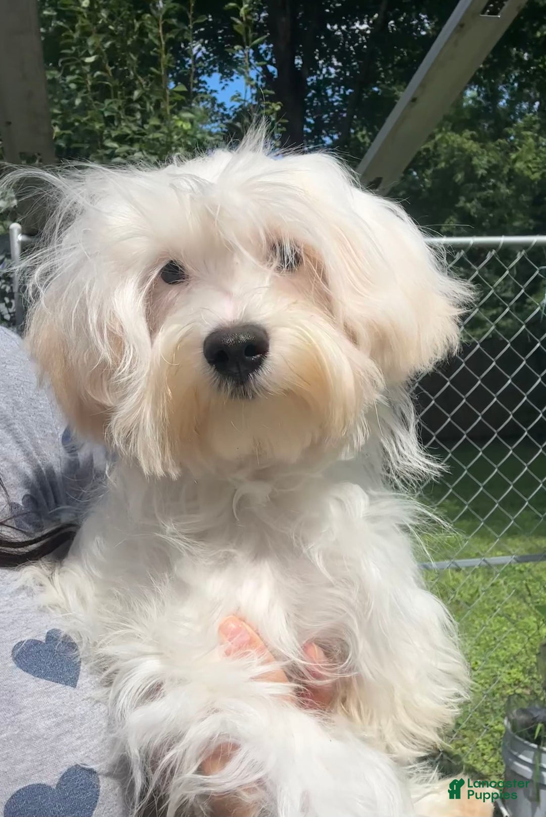 Morkie dogs for sale: Leo - Image 1