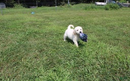 Golden Retriever dogs for sale: Caribou - Image 5