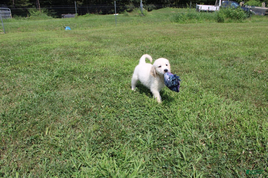 Golden Retriever dogs for sale: Caribou - Image 5