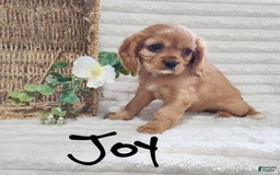 Cavalier King Charles Spaniel dogs for sale: Joy - Image 6