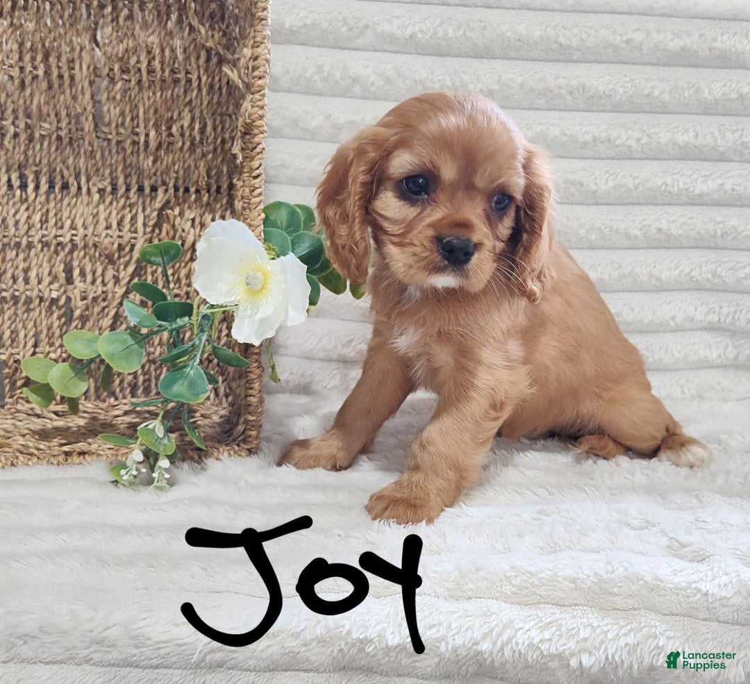 Cavalier King Charles Spaniel dogs for sale: Joy - Image 6