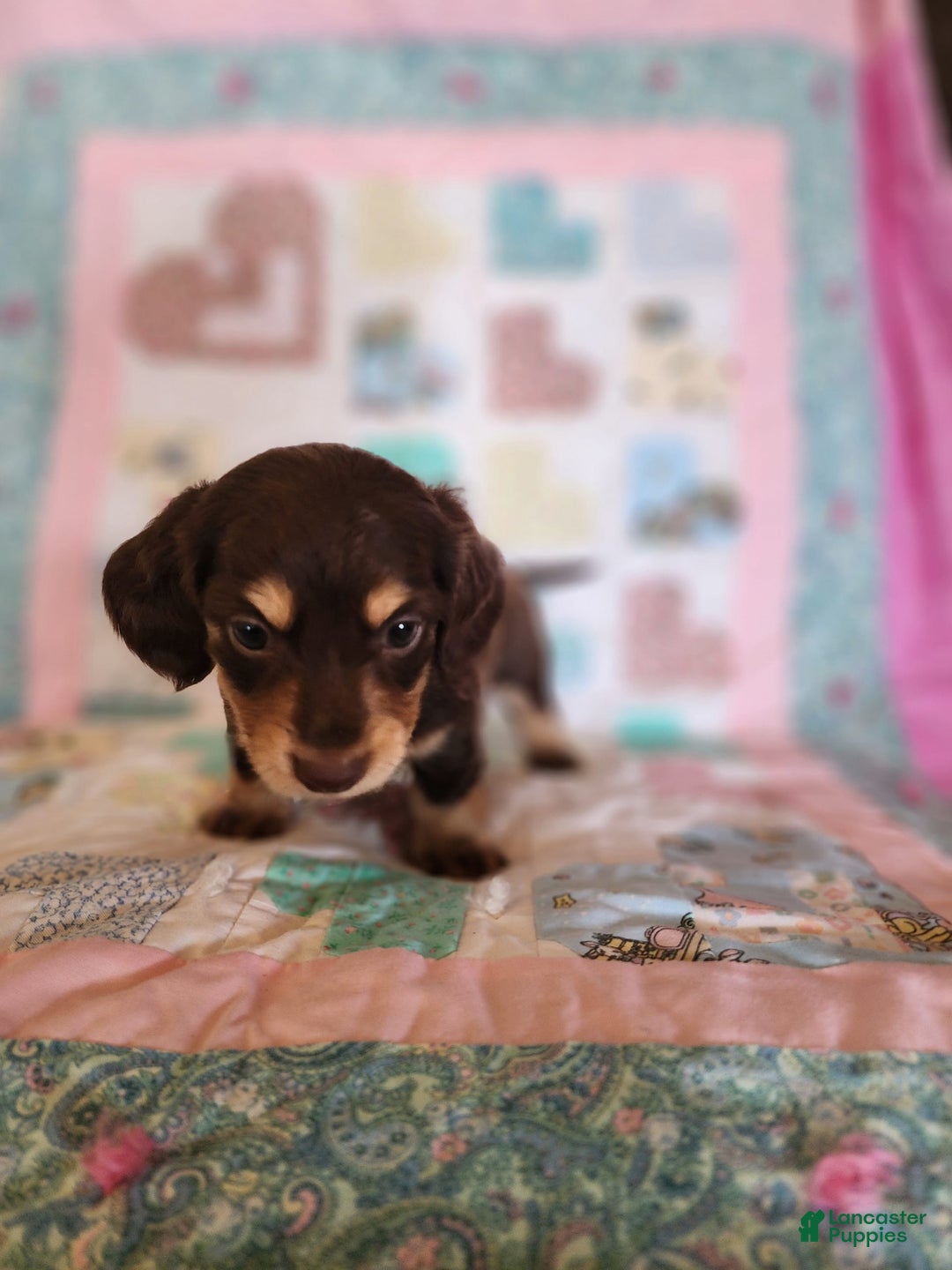 Miniature Dachshund dogs for sale: Casper - Image 4
