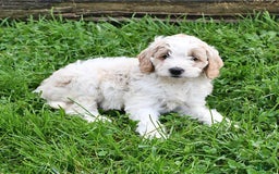 Mini Goldendoodle dogs for sale: Dallas - Image 11