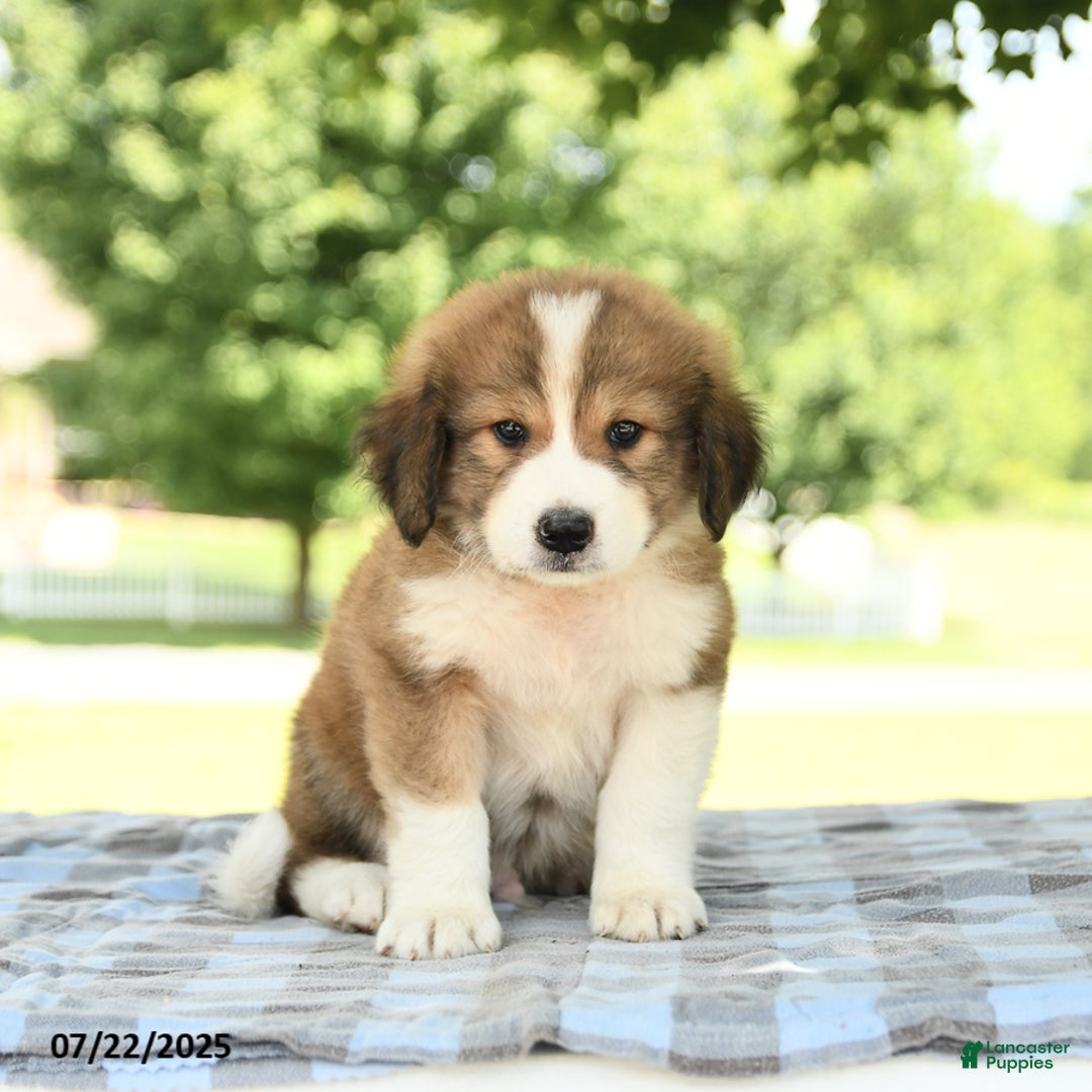 Great Pyrenees dogs for sale: Laddie - Image 3