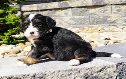 Bernedoodle dogs for sale: Melody - Image 3