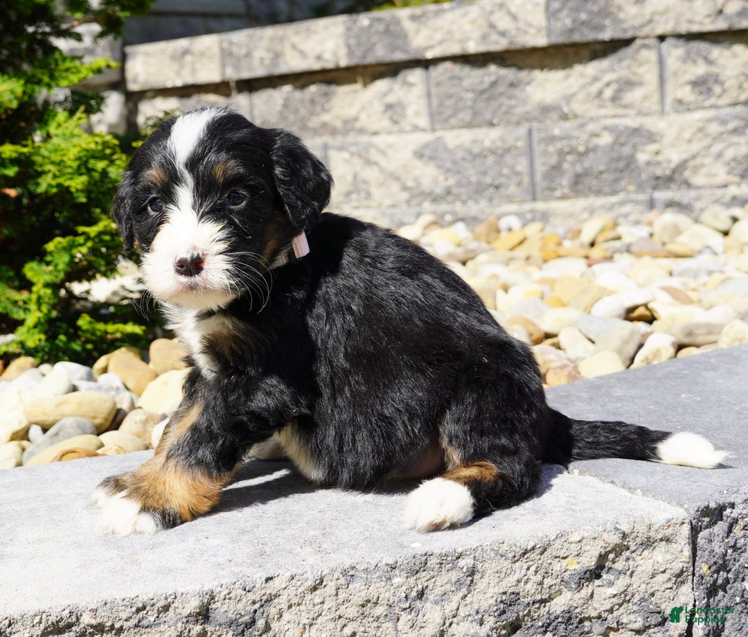 Bernedoodle dogs for sale: Melody - Image 3
