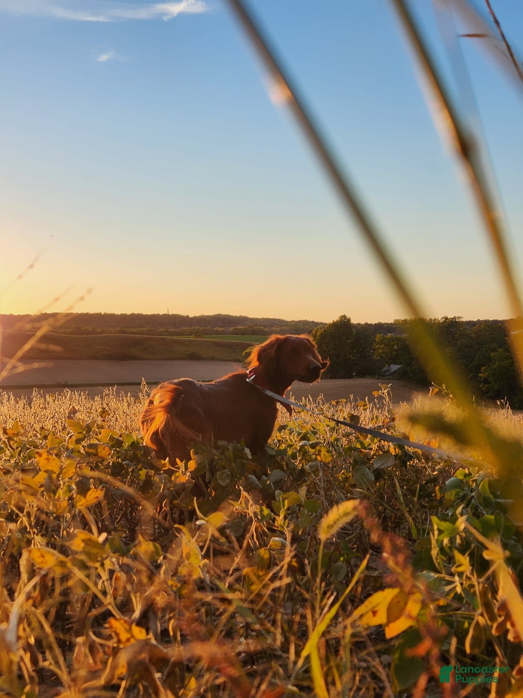 Irish Setter dogs for sale: Latte - Image 4