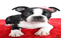 Frenchton dogs for sale: Bailey - Image 3