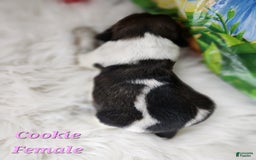 English Springer Spaniel dogs for sale: Cookie - Image 4