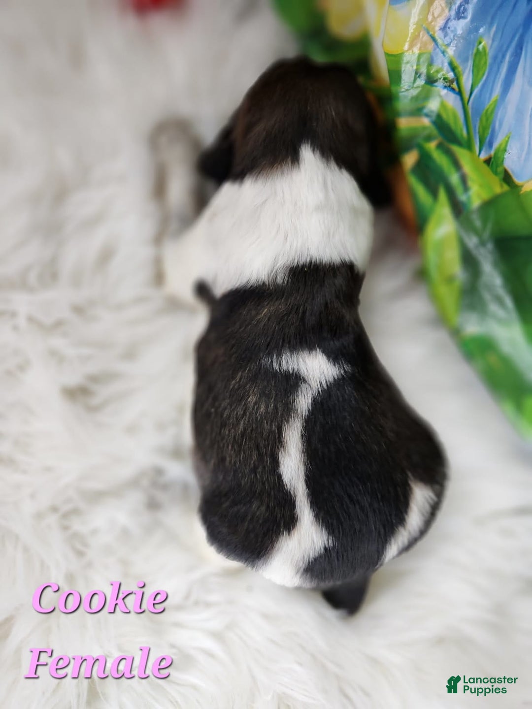 English Springer Spaniel dogs for sale: Cookie - Image 4