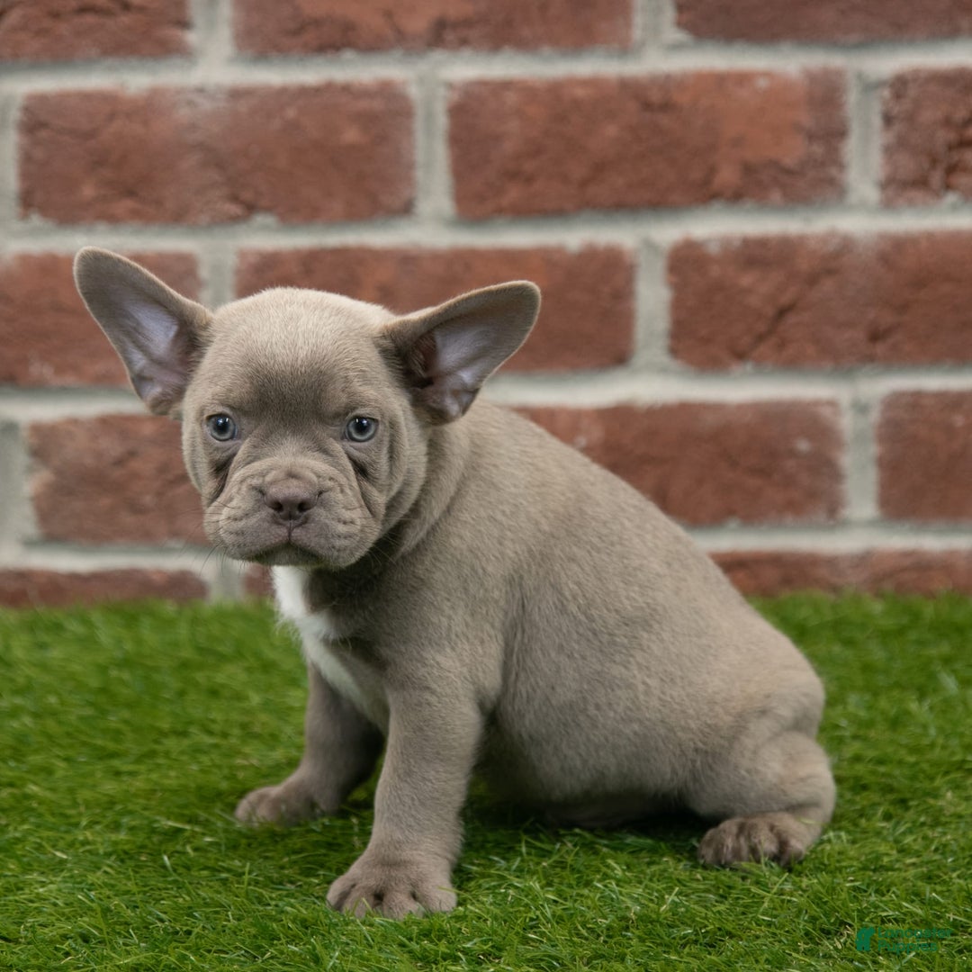 Frenchton dogs for sale: Rocket - Image 2