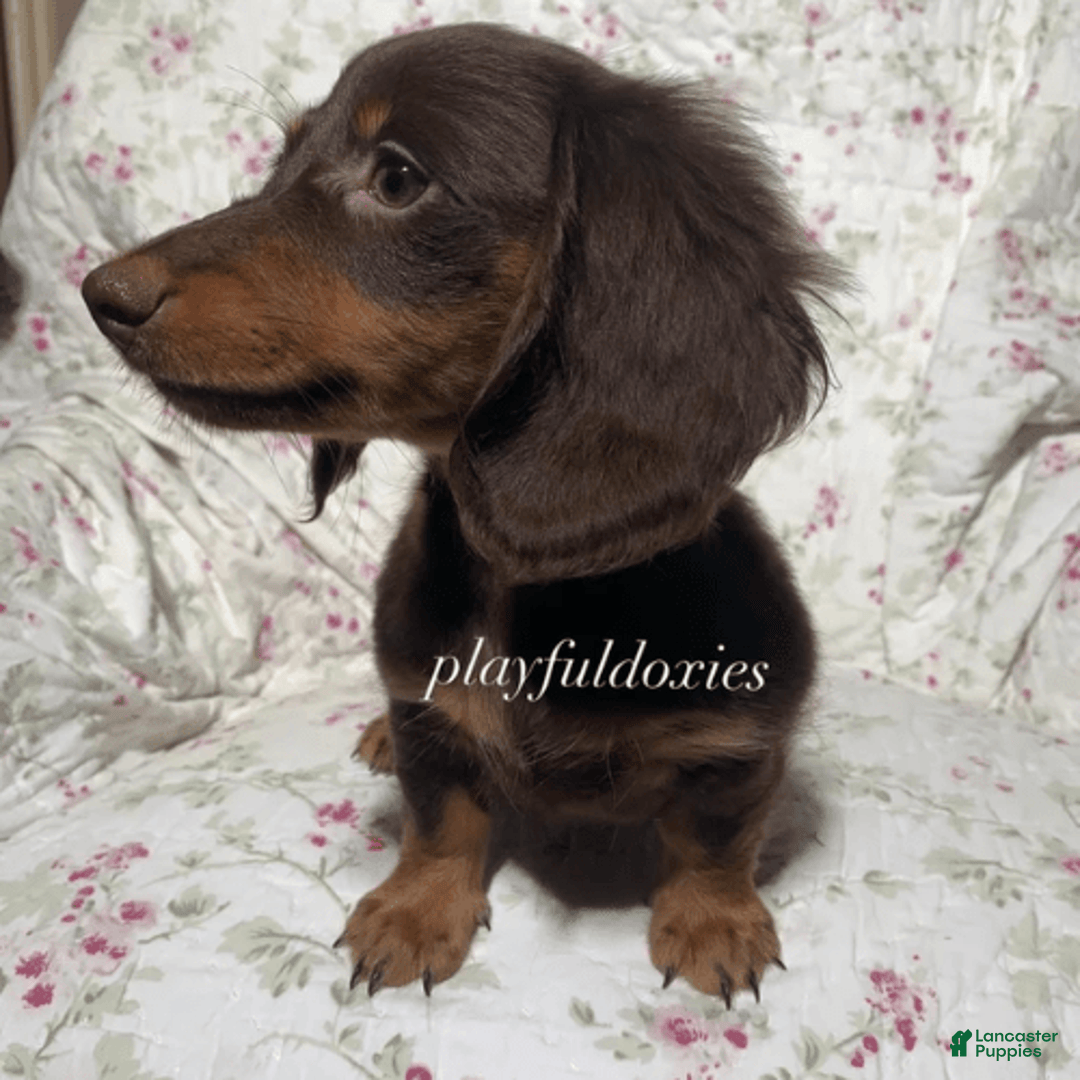 Dachshund dogs for sale: Brownie Chocolate Girl 1952 - Image 15