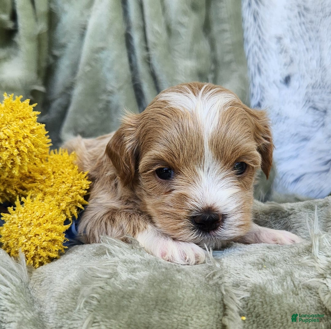 Shihpoo dogs for sale: Aspen - Image 4
