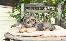  dogs for sale: Mini Goldendoodle 2 puppies - Image 10