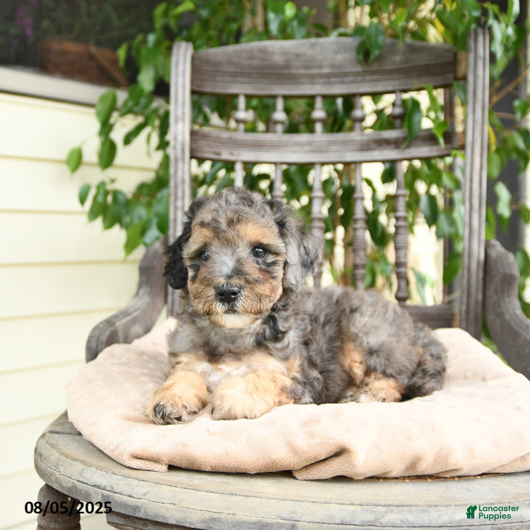  dogs for sale: Mini Goldendoodle 2 puppies - Image 10