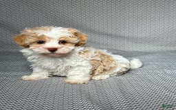Havapoo dogs for sale: Molly - Image 4