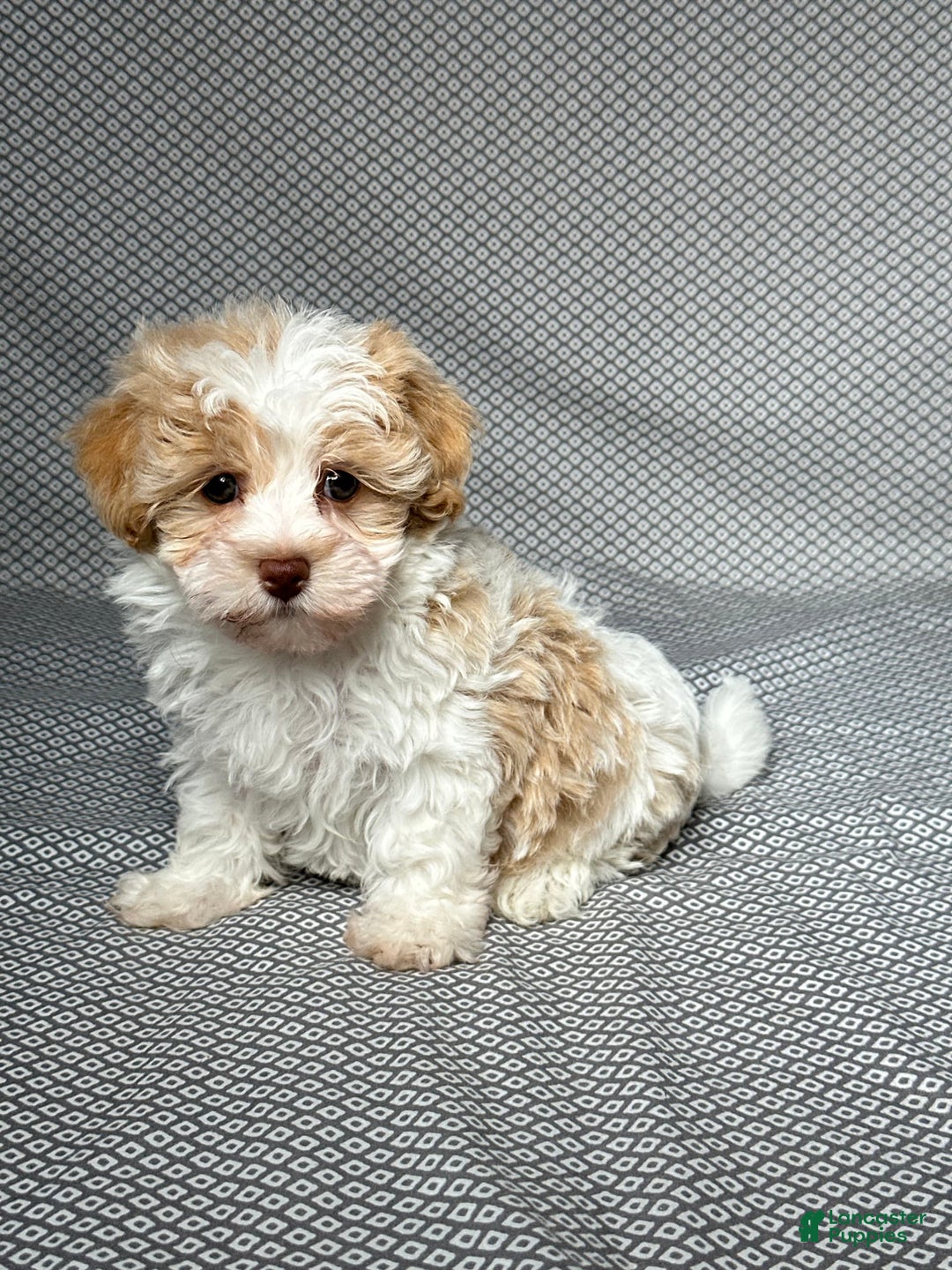 Havapoo dogs for sale: Molly - Image 4