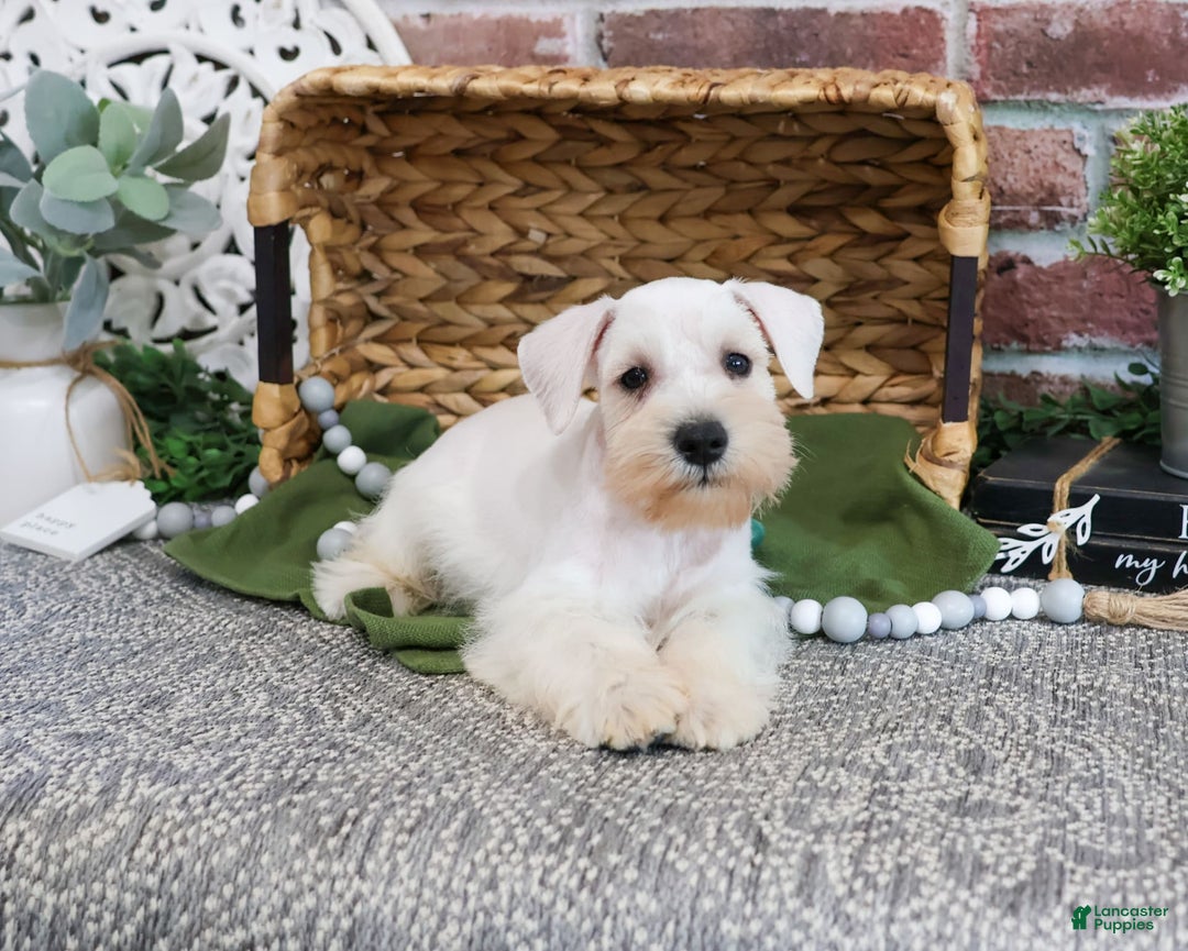 Miniature Schnauzer dogs for sale: Charles - Image 5