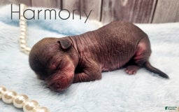 Chinese Crested dogs for sale: Harmony - Image 1