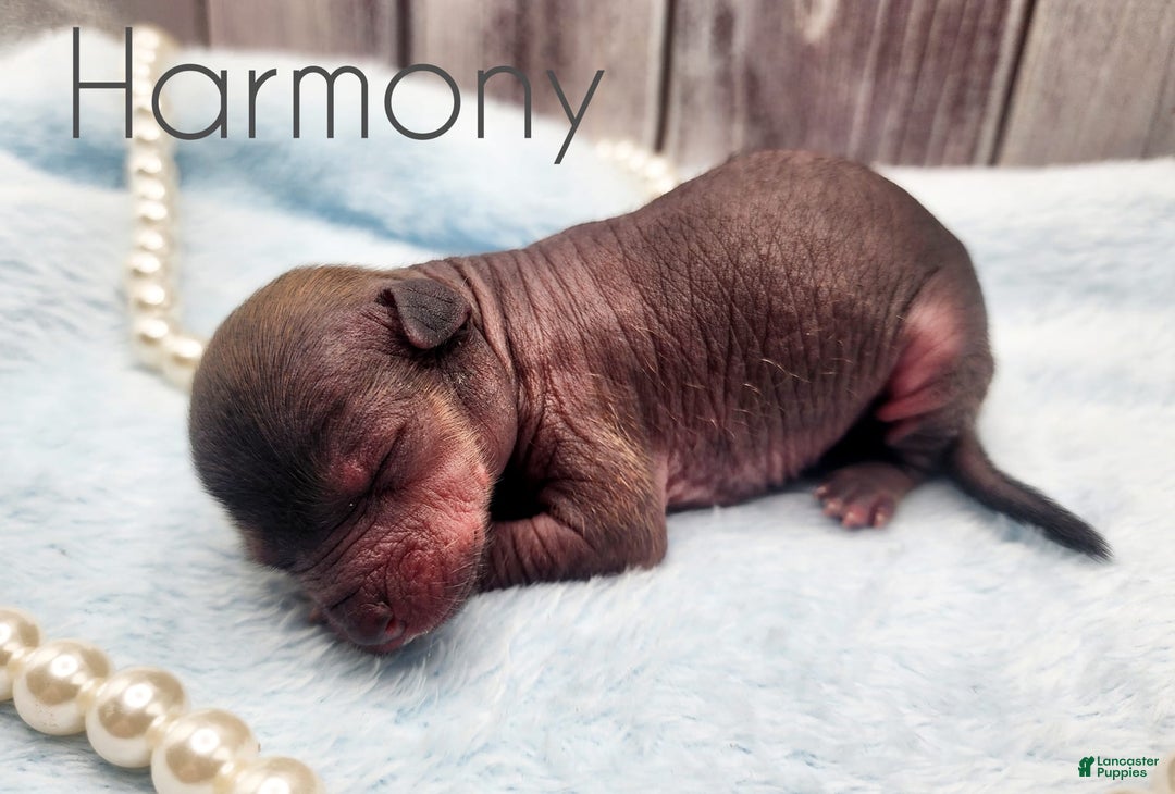 Chinese Crested dogs for sale: Harmony - Image 1