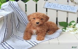 Miniature Poodle dogs for sale: Millie - Image 1