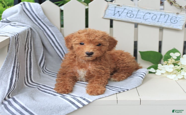 Miniature Poodle dogs for sale - Ad 3