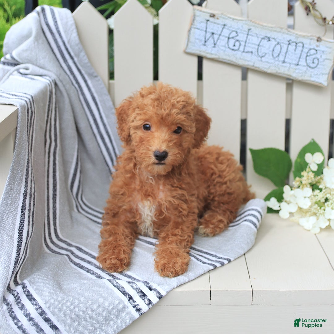 Miniature Poodle dogs for sale: Millie - Image 1