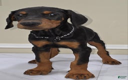 Doberman Pinscher dogs for sale: Diesel - Image 1