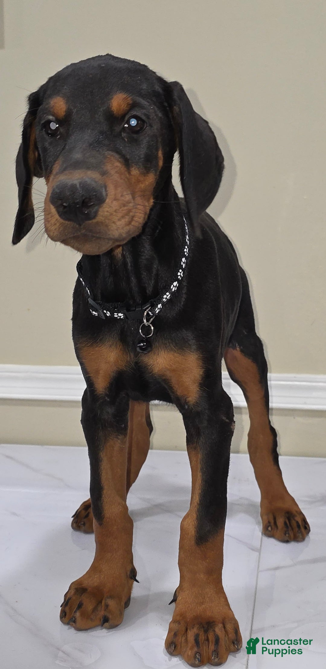 Doberman Pinscher dogs for sale: Diesel - Image 1