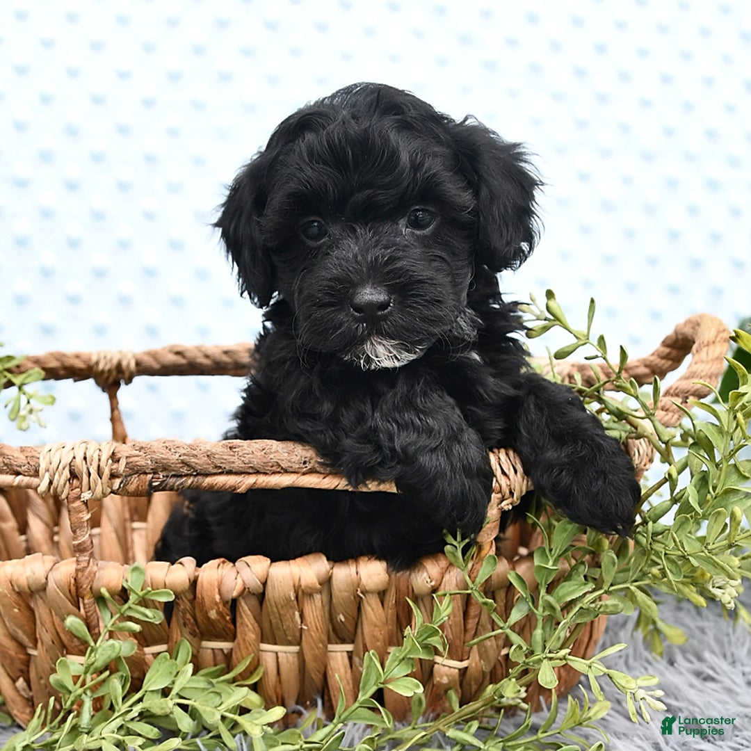 Havapoo dogs for sale: Blake - Image 4