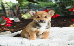 Shiba Inu dogs for sale: Hazelnut - Image 1